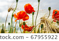 Close-up Of Red Poppies Blooming in a field 67955922