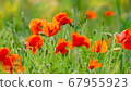 Close-up Of Red Poppies Blooming in a field 67955923