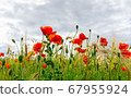 Close-up Of Red Poppies Blooming in a field 67955924