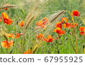 Close-up Of Red Poppies Blooming in a field 67955925