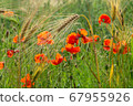 Close-up Of Red Poppies Blooming in a field 67955926