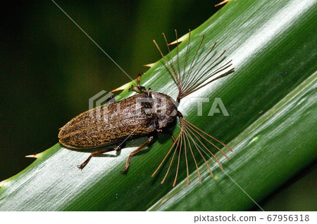 Night long-tailed beetle (male) with comb-shaped antennae 67956318