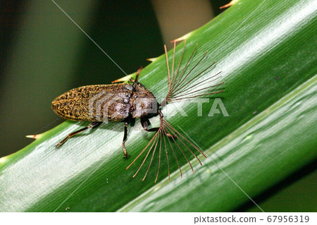 Night long-tailed beetle (male) with comb-shaped antennae 67956319