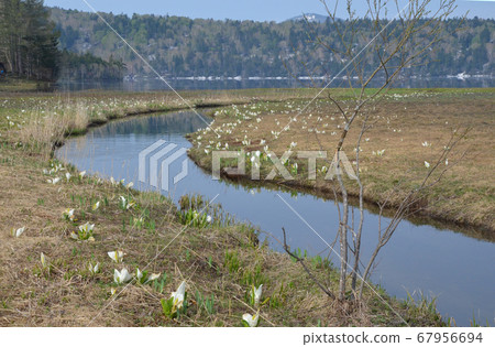 大瀨和大江川沼澤地 大瀨和大江川沼澤地 67956694