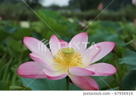 Ancient lotus flowers blooming in pink in Tone Town Water Park, Ibaraki Prefecture Ancient lotus flowers blooming in pink in Tone Town Water Park, Ibaraki Prefecture 67956919