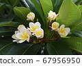 White and yellow plumeria blooming on a green leaf background 67956950