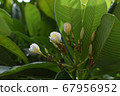 White and yellow young plumeria on a green leaf background 67956952