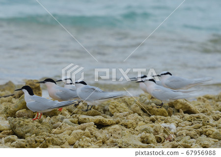Black-naped tern Black-naped tern Collar black horse mackerel Sterna sumatrana Natsutori 67956988