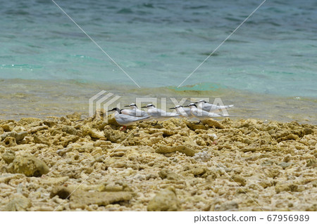 Black-naped tern Black-naped tern Collar black horse mackerel Sterna sumatrana Natsutori 67956989
