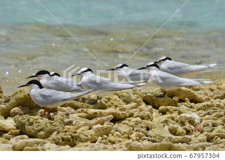 單板燕鷗玫瑰燕鷗紅Horse魚中華na夏季鳥類繁殖 單板燕鷗玫瑰燕鷗紅Horse魚中華na夏季鳥類繁殖 67957304