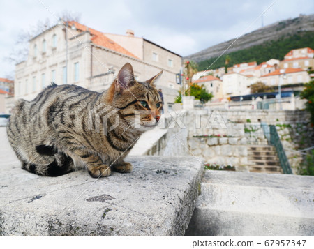 Dubrovnik Gatekeeper Cat 67957347