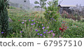 花 67957510