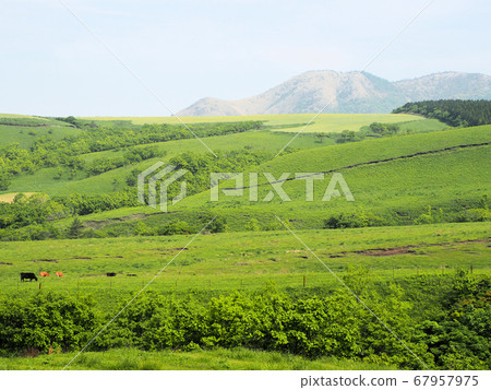 仙本高原高原牧場 仙本高原高原牧場 67957975