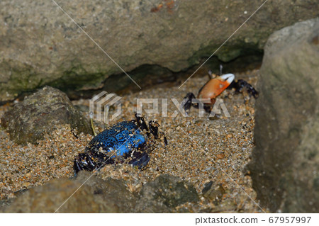 Rurimadara fiddler Crab Tetragonal Fiddler Crab Rurimadara fiddler Crab Tetragonal Fiddler Crab 67957997