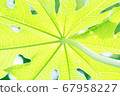 These are the plants photographed during the trip 67958227