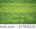 These are the plants photographed during the trip 67958228