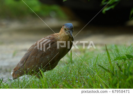 Zuguro Mizogoi, Malaysian night heron, No. 5 head black groove, adult bird Zuguro Mizogoi, Malaysian night heron, No. 5 head black groove, adult bird 67958471