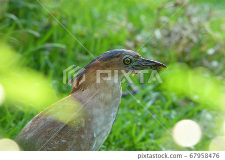 Zuguro Mizogoi, Malaysian night heron, No. 5 head black groove, adult bird 67958476