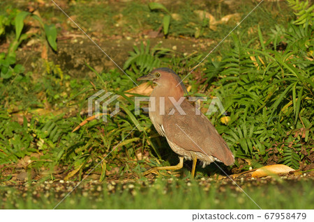 Zuguro Mizogoi, Malaysian night heron, No. 5 head black groove, adult bird 67958479