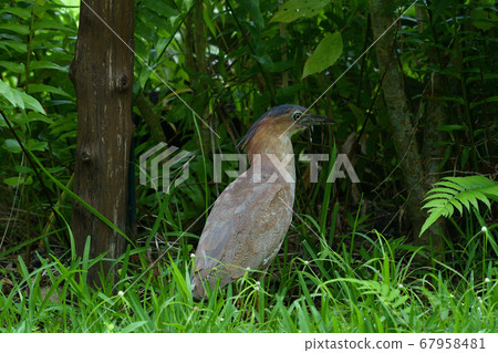 Zuguro Mizogoi, Malaysian night heron, No. 5 head black groove, adult bird 67958481