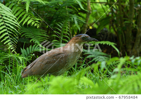 Zuguro Mizogoi, Malaysian night heron, No. 5 head black groove, adult bird Zuguro Mizogoi, Malaysian night heron, No. 5 head black groove, adult bird 67958484