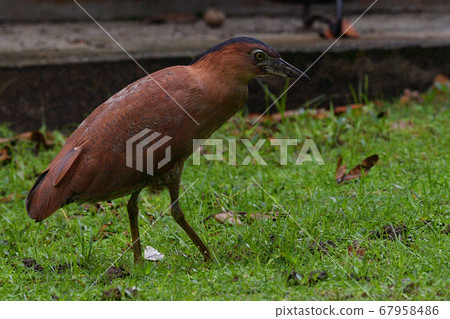 Zuguro Mizogoi, Malaysian night heron, No. 5 head black groove, adult bird 67958486