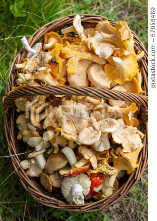 a full basket of chanterelle mushrooms in the forest in the grass. a full basket of chanterelle mushrooms in the forest in the grass. 67958489
