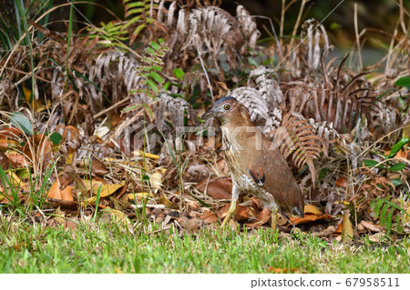 Zuguro Mizogoi，馬來西亞夜鷺，第5頭黑溝，成年鳥 67958511