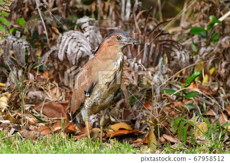 Zuguro Mizogoi, Malaysian night heron, No. 5 head black groove, adult bird 67958512