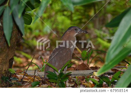 Zuguro Mizogoi, Malaysian night heron, No. 5 head black groove, adult bird 67958514