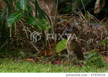Zuguro Mizogoi, Malaysian night heron, No. 5 head black groove, adult bird 67958520