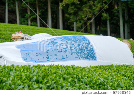 Scenery of harvesting tea leaves, plucking machine, hair clipper, Wazuka Town, Kyoto Prefecture 67958545