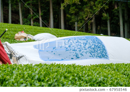 京都府和鹿塚町採摘茶葉,拔毛機,理髮器的風景 京都府和鹿塚町採摘茶葉,拔毛機,理髮器的風景 67958546