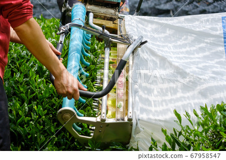 Tea leaf harvesting machine Tea plucking machine Hair clipper Tea leaf harvesting machine Tea plucking machine Hair clipper 67958547