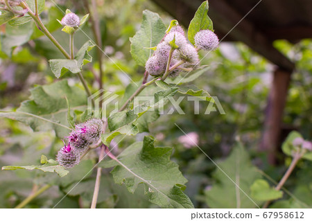 Purple thorny burdock flowers Purple thorny burdock flowers 67958612