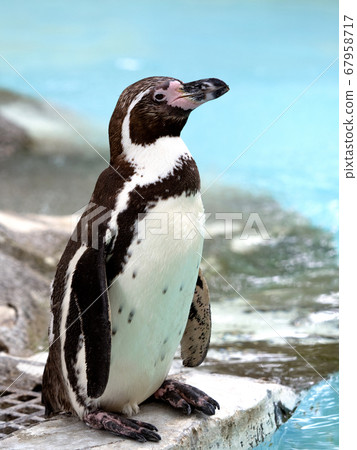 Humboldt Penguin Humboldt Penguin 67958717