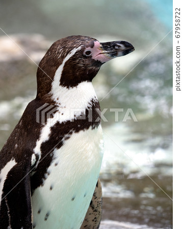 Humboldt Penguin 67958722
