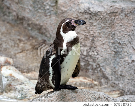 Humboldt Penguin 67958725