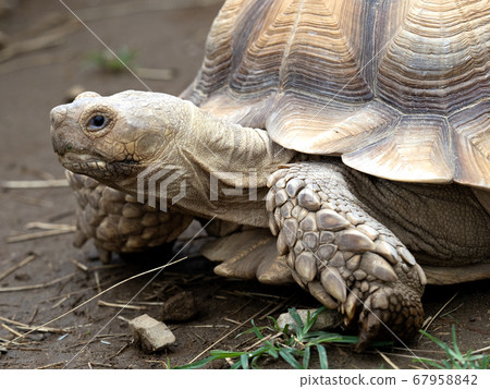 非洲鞭龜 非洲鞭龜 67958842