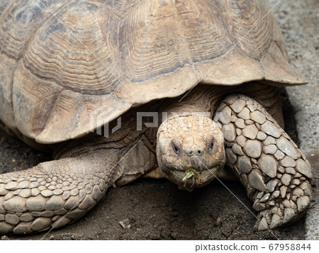 非洲鞭龜 67958844