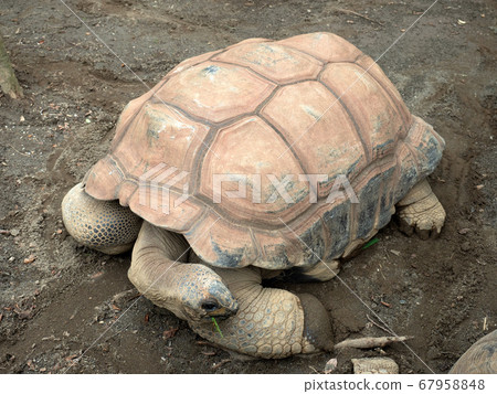 非洲鞭龜 非洲鞭龜 67958848