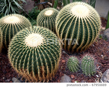 仙人掌金沙 67958889