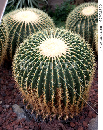 仙人掌金沙 仙人掌金沙 67958890