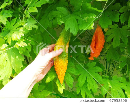Hand harvesting yellow ripe bitter gourd with green curtain 67958896