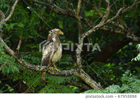 Crested serpent eagle crown eagle Ayapani Ayaha 67958898