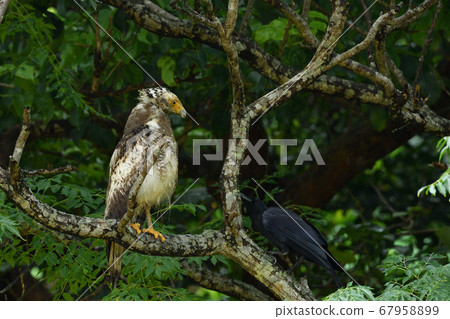 鳳頭蛇鷹冠鷹Ayapani Ayaha 67958899