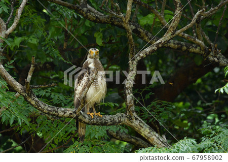 鳳頭蛇鷹冠鷹Ayapani Ayaha 67958902