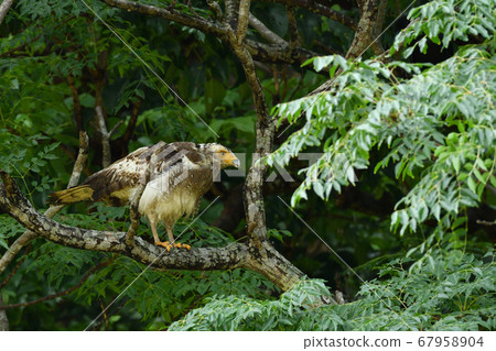 鳳頭蛇鷹冠鷹Ayapani Ayaha 67958904