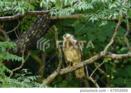 鳳頭蛇鷹冠鷹Ayapani Ayaha 67958906