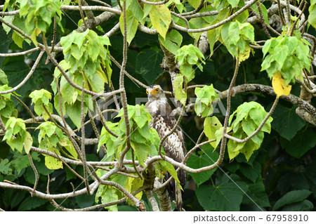 Crested serpent eagle crown eagle Ayapani Ayaha Crested serpent eagle crown eagle Ayapani Ayaha 67958910